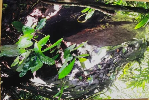 പ്രകൃതിക്ഷോഭത്തില്‍ രണ്ടായി പിളര്‍ന്ന വലിയ കല്ലിന്റെ താഴെ താമസിക്കുന്ന പത്ത്‌ കുടുംബങ്ങള്‍ മരണഭീതിയില്‍