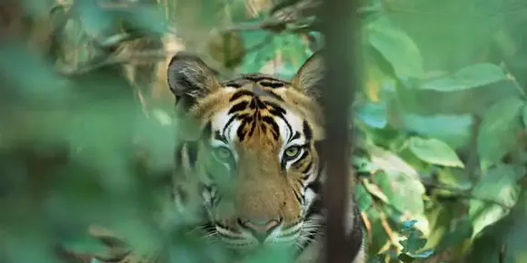 വയനാട്ടിൽ കടുവയെ മയക്കുവെടിവച്ചു; കണ്ടെത്തിയത് കുപ്പാടിത്തറയിലെ വാഴത്തോട്ടത്തിൽ