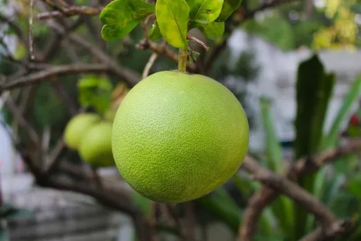 കമ്പിളി നാരകം നടുമ്പോള്‍ ശ്രദ്ധിക്കേണ്ടത്