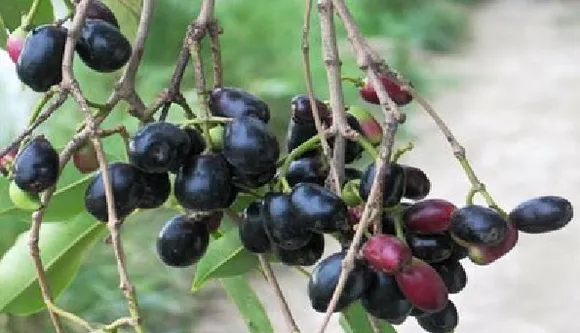 ഞാവല്‍ നട്ടുവളര്‍ത്താന്‍ ഇക്കാര്യങ്ങള്‍ ശ്രദ്ധിച്ചാല്‍ മതി