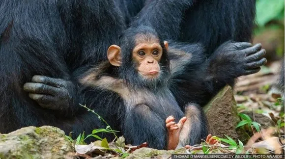 അമ്മയുടെ തണലിൽ ആലസ്യത്തോടെ !