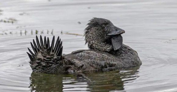 യു ബ്ലഡി ഫൂൾ... തത്തകളും മൈനകളും മാത്രമല്ല താറാവുകളും സംസാരിക്കും; അമ്പരന്ന് ഗവേഷകർ