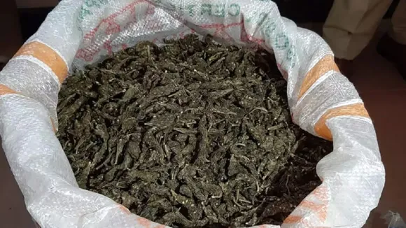 ആന്ധ്രപ്രദേശിൽ നിന്നും കഞ്ചാവ് കടത്താൻ ശ്രമം; മൂന്നംഗ സംഘം തമിഴ്‌നാട്ടിൽ പിടിയിൽ