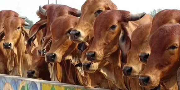 ഫെബ്രുവരി 14 ന് ലോകമെങ്ങും കാമുകര്‍ പനിനീര്‍പൂക്കള്‍ കൈമാറിയും പരസ്പരം ആശ്ലേഷിച്ചും ഉമ്മവെച്ചും പ്രണയദിനം ആചരിക്കുമ്പോള്‍ ഇന്ത്യയില്‍ പശുക്കളെ ആശ്ലേഷിച്ച് ഇന്ത്യയുടെ പൈതൃകം നിലനിര്‍ത്തൂ എന്നാണ് ആഹ്വാനം; പശുവിന്‍റെ പേരില്‍ പുതിയൊരു രാഷ്ട്രീയ ചിന്തയ്ക്കു തുടക്കം കുറിക്കുകയാണ് സംഘപരിവാര്‍  ! ഹിന്ദുത്വ രാഷ്ട്രീയത്തിന് പുതിയ ഉണര്‍വു നല്‍കാനുള്ള ശ്രമമാണത്-മുഖപ്രസംഗത്തില്‍ ജേക്കബ് ജോര്‍ജ്‌