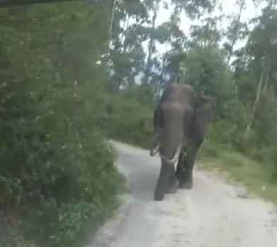 വീണ്ടും തോട്ടംമേഖലയിൽ ചുറ്റിക്കറങ്ങി പടയപ്പ