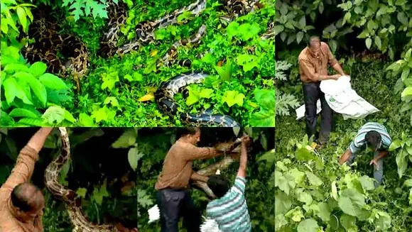 കോഴിക്കോട് കനോലി കനാലിൽ 6 ഓളം പെരുമ്പാമ്പിന്‍ കൂട്ടത്തെ കണ്ടെത്തി