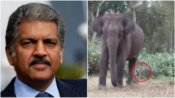 ആനയ്ക്ക് പുറകിലെ കടുവ; പുതിയ വീഡിയോയുമായി ആനന്ദ് മഹീന്ദ്ര