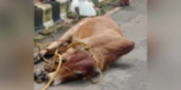 കുറവിലങ്ങാട് കശാപ്പുശാലയിൽ നിന്നും ഇടഞ്ഞ് ഓടിയ കാളയുടെ ആക്രമണത്തില്‍ 5 പേർക്ക് പരിക്ക്