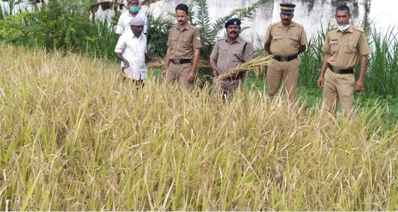 പാലക്കാട് ജില്ലാ ജയിലിൽ കൊയ്ത്തുത്സവം... ജയിൽ സൂപ്രണ്ട് സി. ശിവദാസൻ ഉദ്ഘാടനം നിര്‍വ്വഹിച്ചു