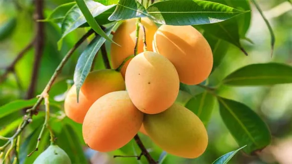 രാധയുടെ വീട്ടിലെ മൂവാണ്ടന്‍ മാങ്ങകള്‍