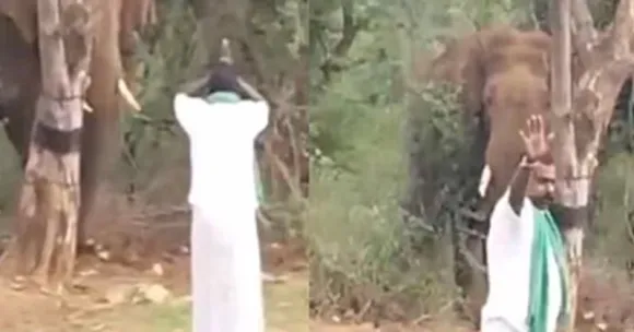 കാട്ടാനയെ തടഞ്ഞുനിർത്തി പ്രകോപിപ്പിക്കാൻ ശ്രമം: പിഴ വിധിച്ച് വനംവകുപ്പ്
