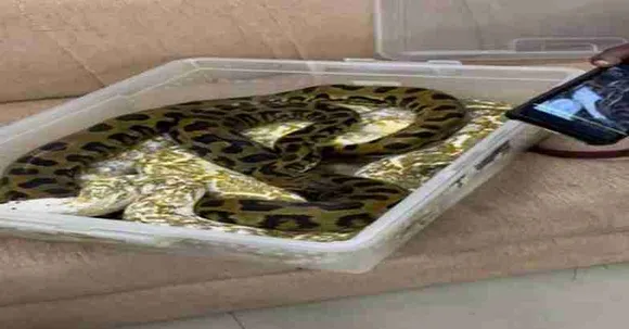 ചെന്നൈ എയര്‍പോര്‍ട്ടില്‍ 22 പാമ്പുകളുമായി സ്ത്രീ കസ്റ്റംസിന്‍റെ പിടിയില്‍