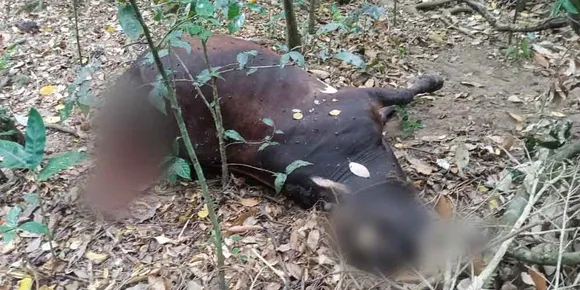 നെല്ലിയാമ്പതിയിൽ പശുവിനെ കടുവ ആക്രമിച്ചു കൊന്നു