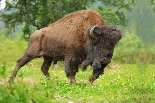 എരുമേലിയിലും കൊല്ലം അഞ്ചലിലും കാട്ടുപോത്തിന്റെ ആക്രമണത്തില്‍ മൂന്നുപേര്‍ മരിച്ചു