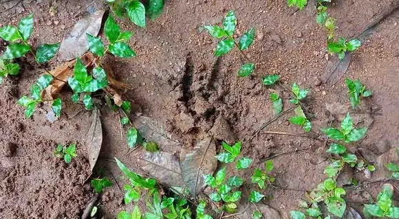 കാൽച്ചാടിയിൽ കടുവയുടെ സാന്നിധ്യം ! ഭീതിയിൽ ടാപ്പിംഗ് തൊഴിലാളികൾ. ടാപ്പിംഗ് തൊഴിലാളിയെ കടുവ പിന്തുടർന്ന് ഭയപ്പെടുത്തി. കടുവയെയും കുഞ്ഞുങ്ങളെയും കണ്ട് ഭയന്നോടിയ ടാപ്പിംഗ് തൊഴിലാളികൾക്ക് വീണു പരിക്ക്
