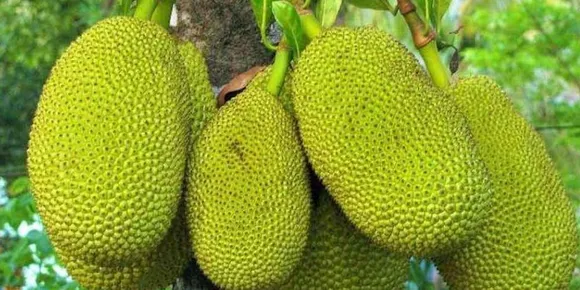 ജീവന്റെ വിലയുണ്ട് ഈ ചക്കകൾക്ക്! ശ്രീലങ്കൻ ജനത അതിജീവിക്കുന്നത് ചക്കകൾ കഴിച്ച്; സാമ്പത്തിക ഞെരുക്കത്തിൽ വലഞ്ഞ് ലങ്ക