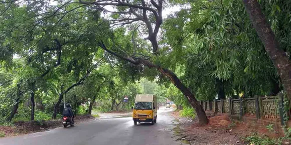 മലമ്പുഴ വനിതാ ഐടിഐക്ക് മുന്നില്‍ റോഡിലേക്ക് ചാഞ്ഞ മരം അപകട ഭീഷണി ഉയർത്തുന്നു