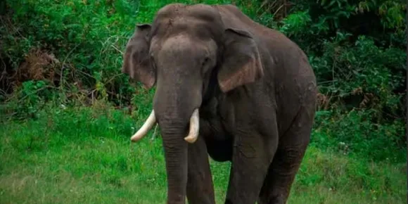 അരിക്കൊമ്പൻ വീണ്ടും ജനവാസമേഖലയിലിറങ്ങി; കൃഷി നശിപ്പിക്കാൻ ശ്രമം