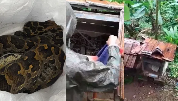 കോട്ടയത്ത് കോഴിക്കൂട്ടിൽ കയറിയ കൂറ്റൻ പെരുമ്പാമ്പിനെ പിടികൂടി; നാലു  കോഴികളെ അകത്താക്കി
