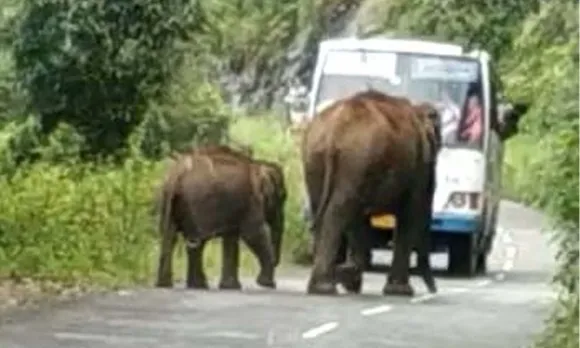 നെല്ലിയാമ്പതിയില്‍ കാട്ടാനകൂട്ടം ആനവണ്ടി തടഞ്ഞു