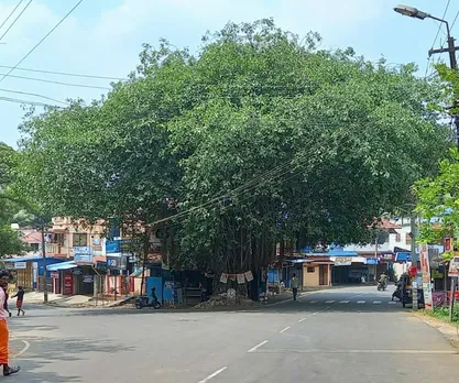 മലമ്പുഴ മന്തക്കാട് ജങ്ഷനിലെ ആൽമരം മുറിച്ച് മാറ്റാന്‍ നീക്കം; പ്രതിഷേധവുമായി നാട്ടുകാരും പരിസ്ഥിതി സംഘടനകളും