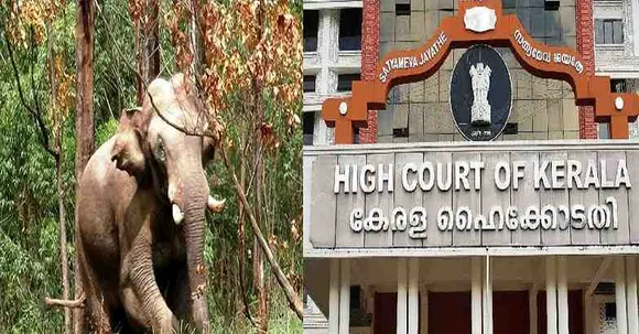 അരിക്കൊമ്പനോ ജനങ്ങളോ? അരിക്കൊമ്പനെ മയക്കു വെടിവെച്ചു പിടികൂടി കൂട്ടിലടയ്ക്കാനുള്ള വനംവകുപ്പിന്‍റെ നീക്കത്തിന് കേരള ഹൈക്കോടതി തടയിട്ടു. കടകളും വീടുകളും തകര്‍ത്ത് നാട്ടുകാര്‍ക്കു ഭീഷണിയാകുന്ന അരിക്കൊമ്പനെ പിടികൂടാന്‍ തല്‍ക്കാലം ഹൈക്കോടതിയുടെ അനുമതിയില്ല. വേണമെങ്കില്‍ 301 കോളനിയിലെ ജനങ്ങളെ മാറ്റിപ്പാര്‍പ്പിച്ചുകൊള്ളൂ എന്നാണ് ഹൈക്കോടതിയുടെ ഉത്തരവ്; ജനങ്ങളോടൊപ്പം നില്‍ക്കാനേ ഒരു ജനകീയ സര്‍ക്കാരിനു കഴിയൂ. പക്ഷേ അതിനു സഹായകരമായ നിലപാടല്ല ഹൈക്കോടതി സ്വീകരിച്ചിരിക്കുന്നത്; മുഖപ്രസംഗത്തില്‍ ജേക്കബ്ബ് ജോര്‍ജ്ജ്‌