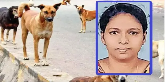 തെരുവുനായ്ക്കൾക്ക് ഭക്ഷണം കൊടുക്കുമ്പോൾ നായയുടെ നഖം കൊണ്ട് മുറിവേറ്റു ; തിരുവനന്തപുരത്ത് യുവതി പേവിഷബാധയേറ്റു മരിച്ചു