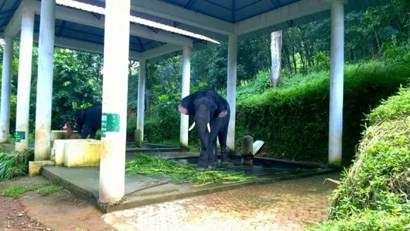 ഇന്നലെ നേരിട്ടുകണ്ട കോന്നി ആനക്കൂടിന്റെ ദയനീയ ചിത്രം !