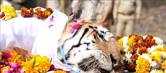 പൂമാലകള്‍ ഉപയോഗിച്ച് അലങ്കരിച്ച ചിതയില്‍ മനുഷ്യന്റേത് പോലെ അന്ത്യയാത്ര! 29 കടുവക്കുഞ്ഞുങ്ങളുടെ അമ്മക്കടുവയ്ക്ക് വിട നല്‍കി പെഞ്ച് ടൈഗര്‍ റിസര്‍വ്; കോളര്‍വാലി ഇനി കണ്ണീരോര്‍മ-വീഡിയോ
