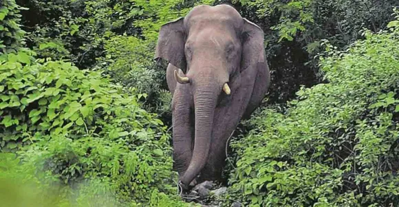 പി.ടി.സെവന്‍ എന്ന ‘ധോണി’ കൂട്ടിലായതിന് ശേഷം ജനങ്ങളില്‍ ഭീതിനിറച്ച് പി.ടി.പതിനാലാമന്‍ രംഗത്ത്‌; മൂന്നുപേരെ കൊലപ്പെടുത്തിയ കൊമ്പന്‍ കാടുവിട്ട് നാട്ടിലേക്കിറങ്ങി
