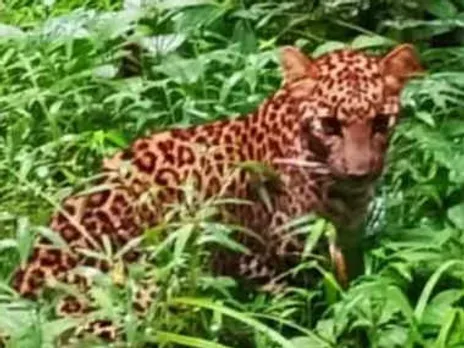സീതത്തോട് കണ്ടെത്തിയ പുലിക്കുട്ടിക്ക് ചികിത്സ നൽകി കാട്ടിൽവിട്ടു