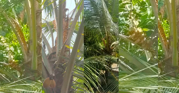 അത്ഭുത കാഴ്ച! പുകുലകൾ ഇല്ലാതെ തേങ്ങ വിരിയിക്കുന്ന തെങ്ങ് കാഴ്ചക്കാർക്ക് കൗതുകമാകുന്നു