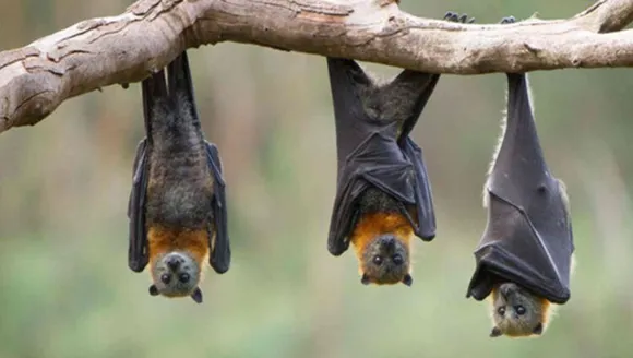 വവ്വാലിന്റെ കടിയേറ്റ കുഞ്ഞിന് പേവിഷബാധ ; സമ്പര്‍ക്കത്തിലായവർക്കും പരിശോധന