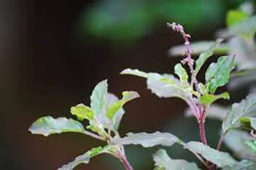 രക്തത്തിലെ പഞ്ചസാരയുടെ അളവ് കുറയ്ക്കാം; തുളസിയിലയുടെ ആരോ​ഗ്യ ​ഗുണങ്ങൾ എന്തൊക്കെയാണെന്ന് നോക്കാം..