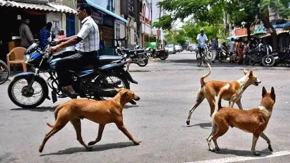 മലപ്പുറം നഗരം കീഴടക്കി തെരുവ്‌ നായ്ക്കൾ; പരാതിപ്പെട്ട് ഫലമില്ലാതെ നാട്ടുകാർ