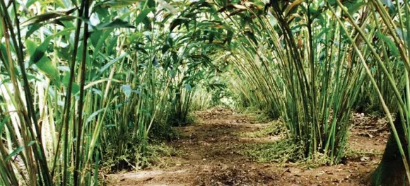 ഏലക്കൃഷിക്കുള്ള വിള ഇൻഷുറൻസ്‌ ; 28ന് മുൻപു രജിസ്റ്റർ ചെയ്യണം