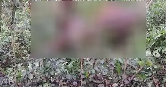 കൊല്ലത്ത്  അനധികൃതമായി വൈദ്യുത വേലി; ഷോക്കേറ്റ് ആന ചരിഞ്ഞു