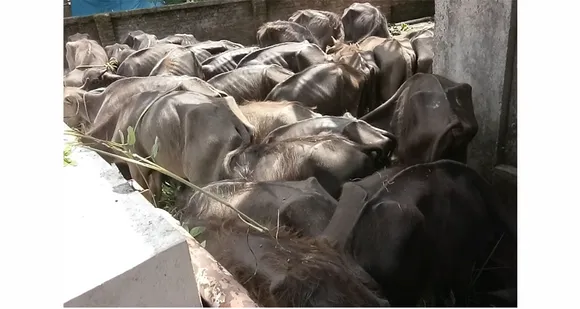 പാലക്കാട് നഗരത്തിൻ്റെ ഹൃദയഭാഗത്ത് സ്വകാര്യ വ്യക്തിയുടെ വാടക വീട്ടിൽ മുപ്പതോളം പോത്തുകുട്ടികൾ കാരാഗൃഹത്തിൽ ! രണ്ടെണ്ണം ചത്തു കിടക്കുന്നു