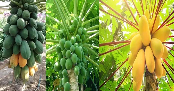 കേരളത്തിന്റെ പപ്പായ കൃഷി സാധ്യതകൾ