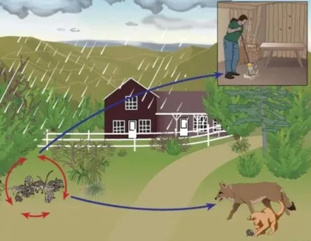 കൊറോണയ്ക്ക് ശേഷം ചൈനയില്‍ 'ഹാന്റ വൈറസ്'  ! 'കോവിഡ് 19' പോലെ ഈ വൈറസ് അപകടകാരിയല്ല