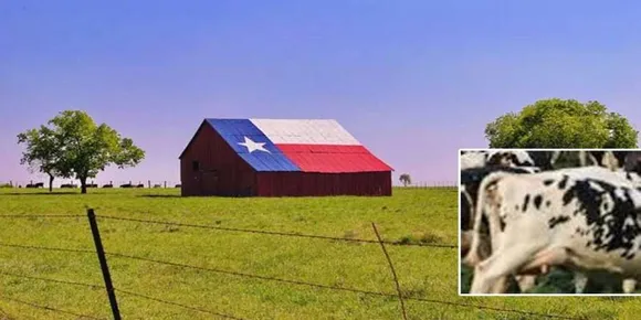 ടെക്‌സാസിൽ ചത്ത നിലയിൽ കണ്ടെത്തിയ ആറ് കന്നുകാലികൾക്ക് നാവ് നഷ്ടപ്പെട്ടതായി അധികൃതർ