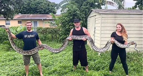 എവര്‍ ഗ്ലേഡില്‍നിന്നും 19 അടി നീളമുള്ള ഭീമന്‍ പെരുമ്പാമ്പിനെ പിടികൂടി