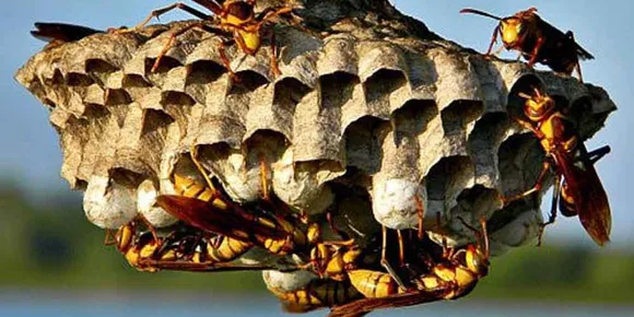 മരങ്ങാട്ടുപിള്ളിയില്‍ കാട്ടുകടന്നല്‍ കുത്തേറ്റ് പശു ചത്തു