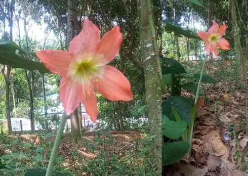 ഏപ്രില്‍ ലില്ലി