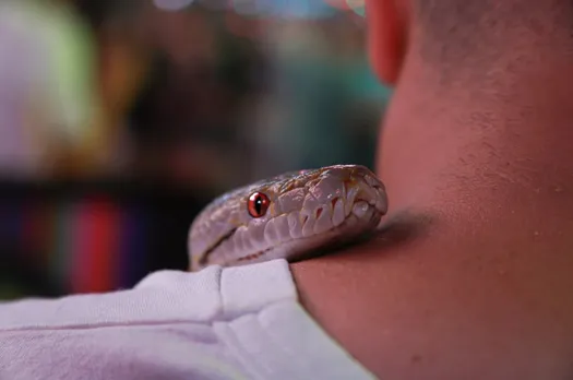 ഉറക്കത്തിൽ പാമ്പിനെ സ്വപ്നം കാണാറുണ്ടോ? എങ്കിൽ ചില അർഥങ്ങളുണ്ട്!