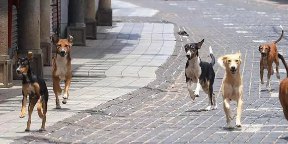 വാക്‌സിനില്‍ വിശ്വാസമില്ല; തെരുവുനായ്ക്കളെ പിടിക്കുന്നതില്‍ നിന്ന് സന്നദ്ധപ്രവര്‍ത്തകര്‍ പിന്മാറുന്നു