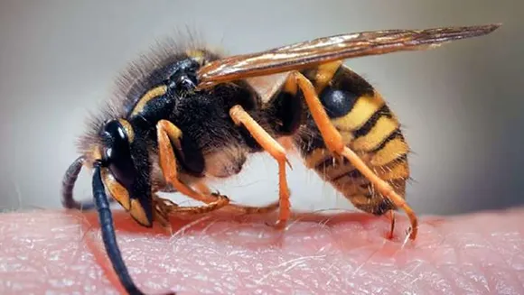 കടന്നൽ ആക്രമണം : കാസർഗോഡ് വായോധികൻ മരിച്ചു