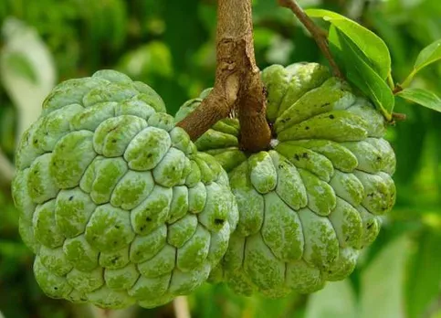 ഏത് സാഹചര്യങ്ങളിലും വളരുന്ന പോഷകഗുണങ്ങളേറിയ സീതപ്പഴം
