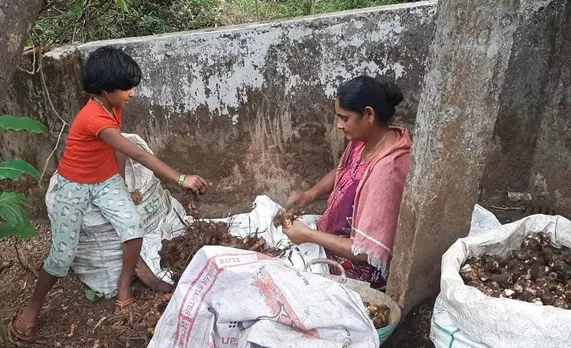മലയോരഗ്രാമങ്ങളിൽ മലയിഞ്ചി സുഗന്ധം പരക്കുന്നു; വിളവെടുപ്പു തുടങ്ങി, ഹൈറേഞ്ച് കർഷകർ ആഹ്ലാദത്തിൽ