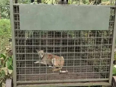 പെരുനാട്ടില്‍ കടുവയെ പിടികൂടാൻ വച്ച കൂട്ടിൽ  കുടുങ്ങിയത് നായ